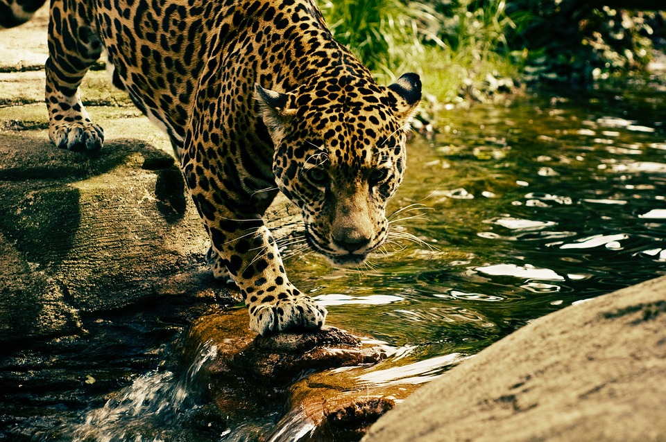 Free Leopard Predator photo and picture