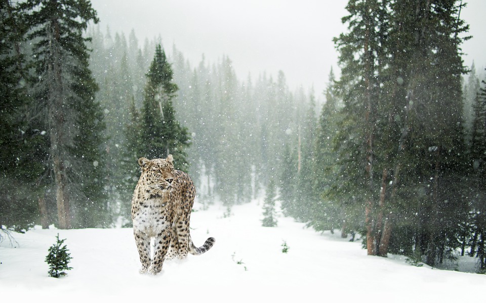 Free Leopard Snow Leopard photo and picture