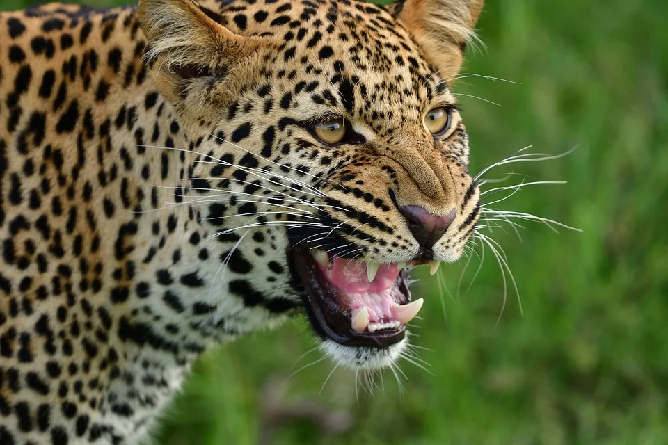 Jaguar vs leopard vs cheetah vs panther vs puma vs cougar