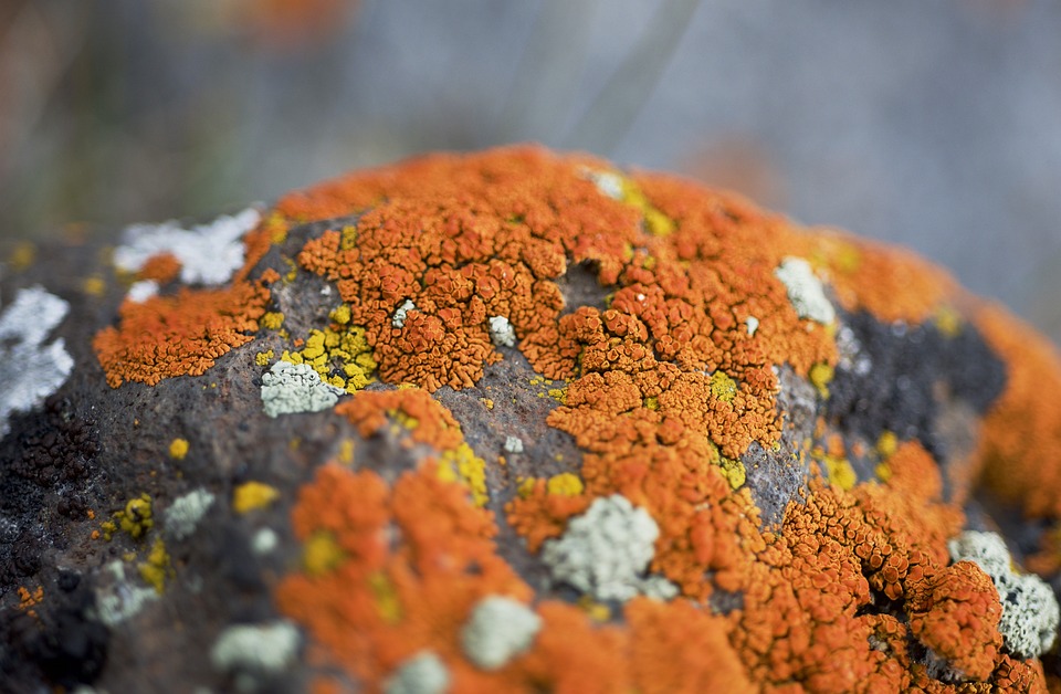 Free Lichen Orange photo and picture