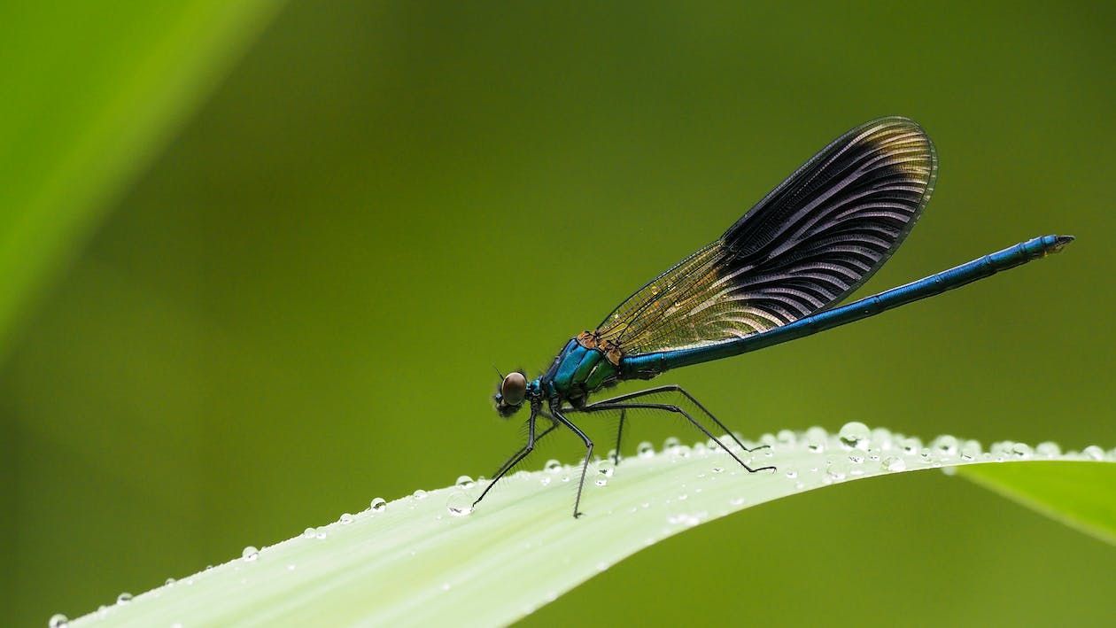 Free Macro Photography of Beautiful Blue Demoiselle Perching on Leaf Stock Photo