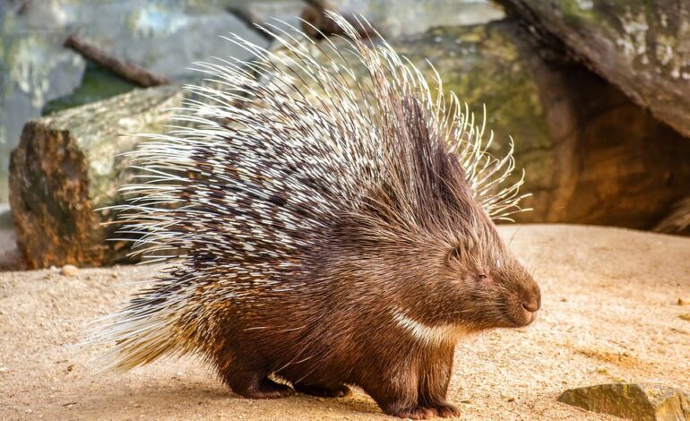  Leopard vs Porcupine