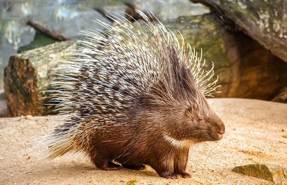 Leopard vs Porcupine