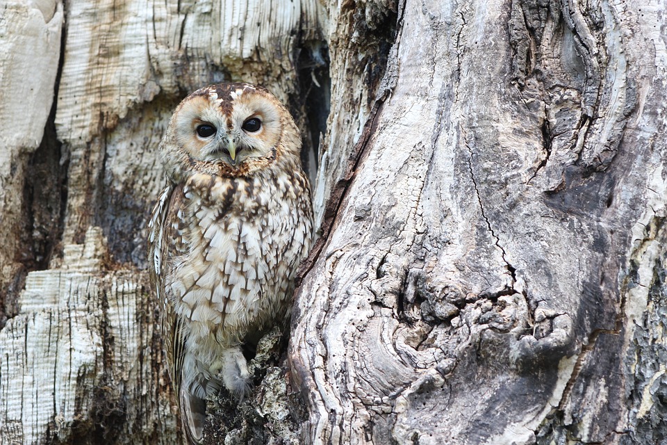 Free Owl Camouflage photo and picture