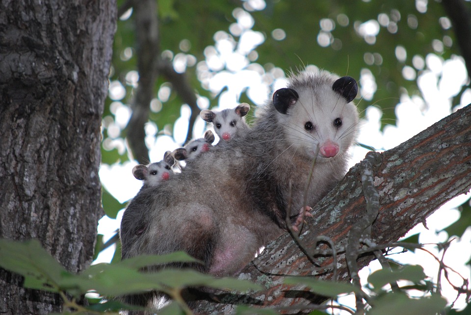 Free Possum Opossum photo and picture