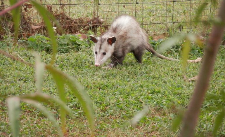 marsupial in north america