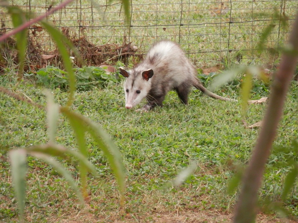 Free Possum Opossum photo and picture