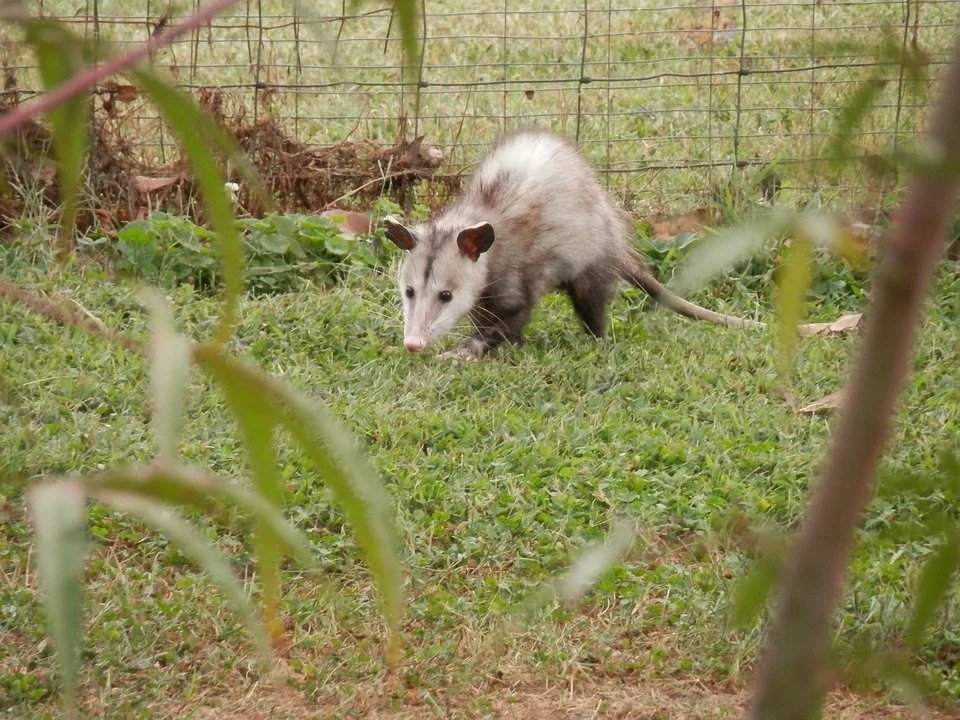 What are the marsupials in North America?