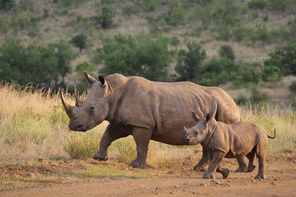 Free Rhinoceros Rhinos photo and picture