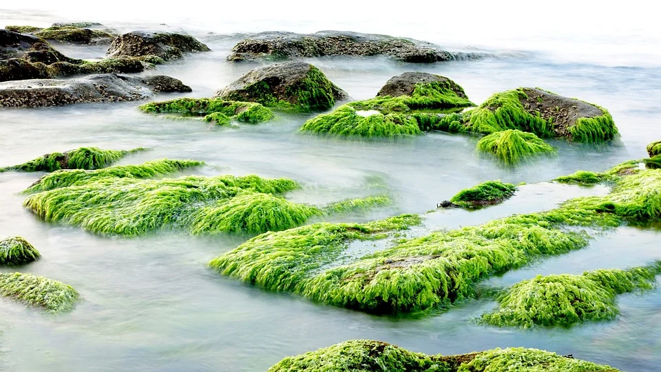 What is seaweed good for?