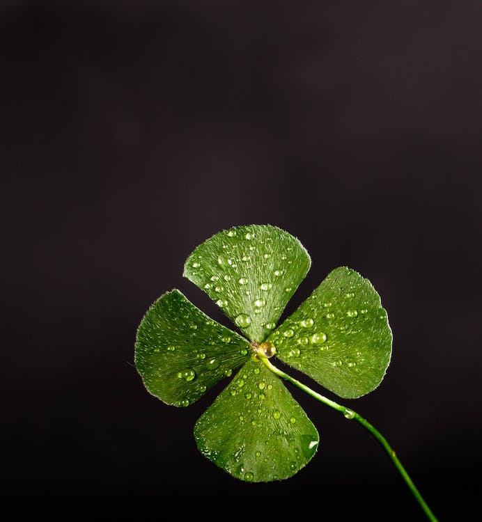 Free Shallow Focus Photography Of Four Leaf Clover Stock Photo