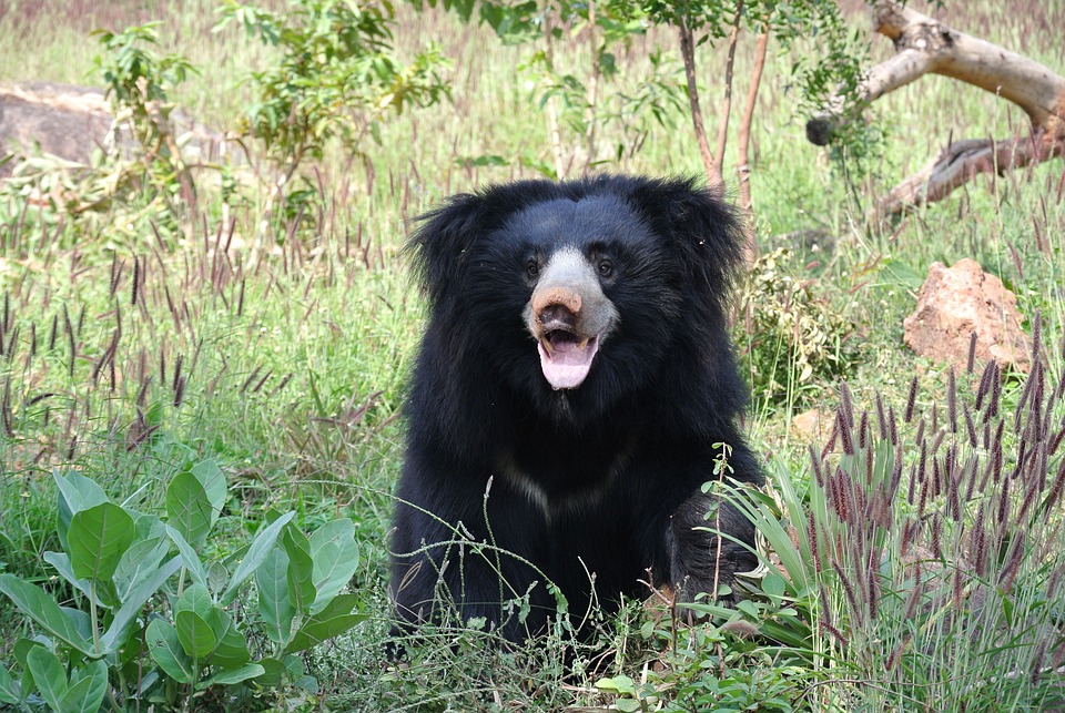 Free Sloth Bear Bear photo and picture