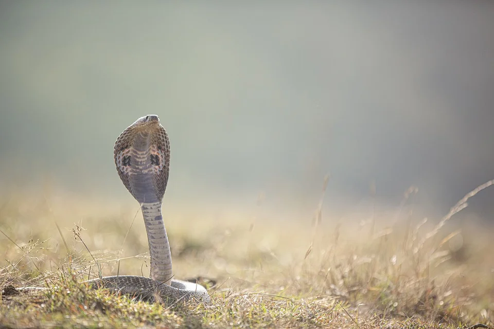 Free Snake Reptile photo and picture