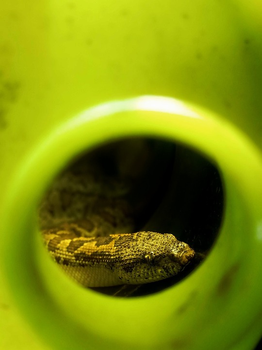 Free Snake Russell Viper photo and picture