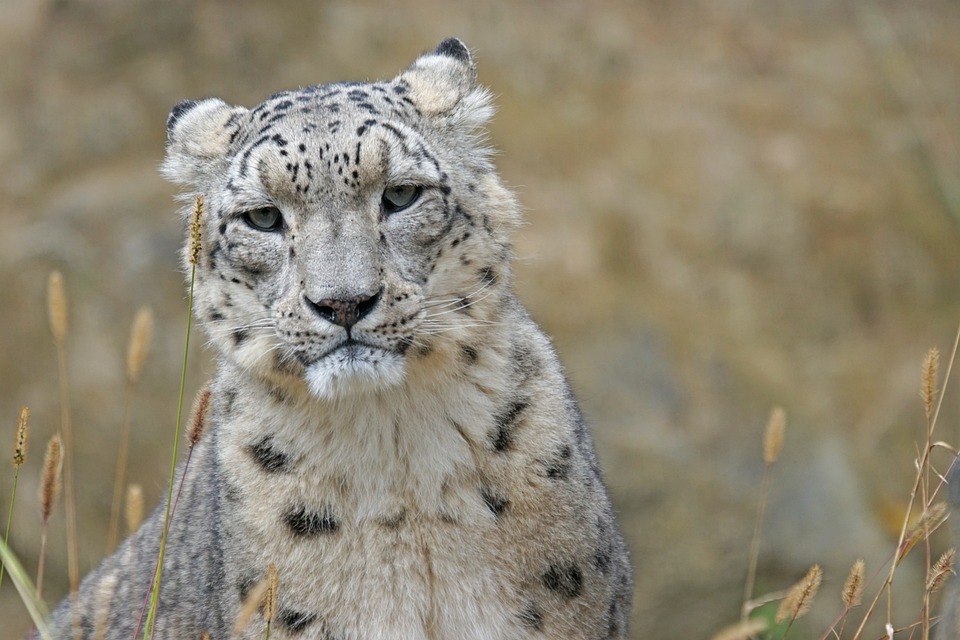 Free Snow Leopard Irbis photo and picture