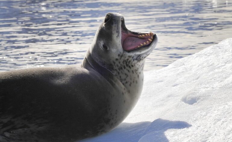  Sea leopard vs sea lion