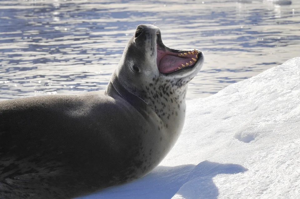 Sea leopard vs sea lion