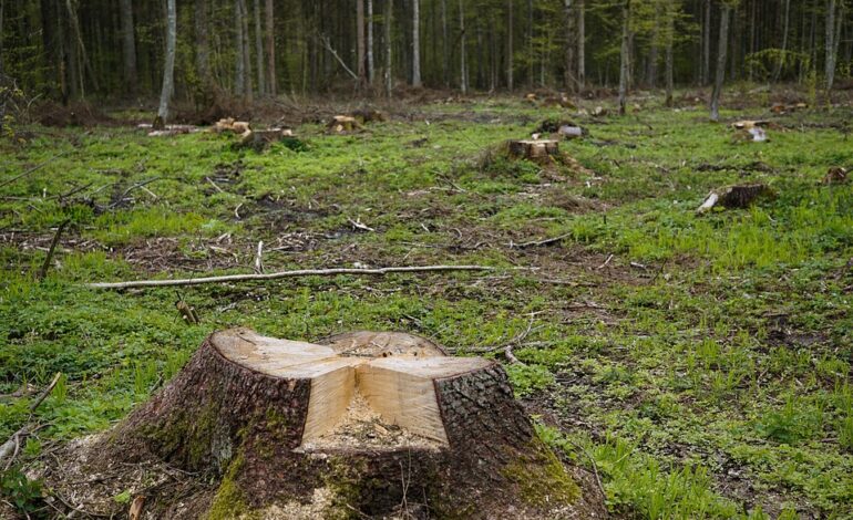 Free Stump Trunk photo and picture