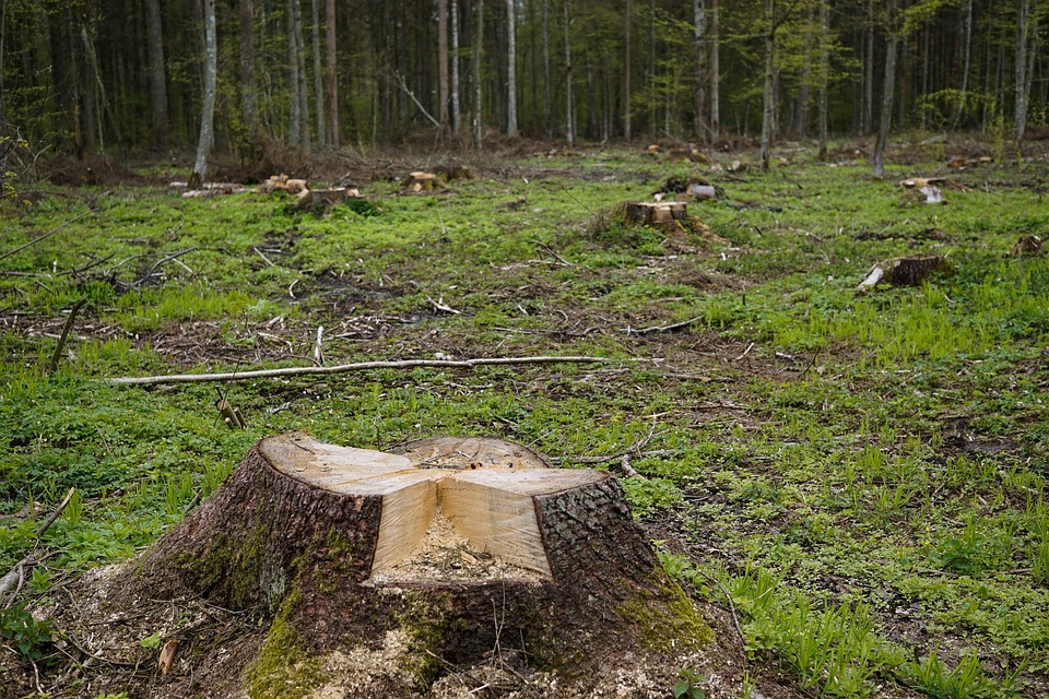 Free Stump Trunk photo and picture