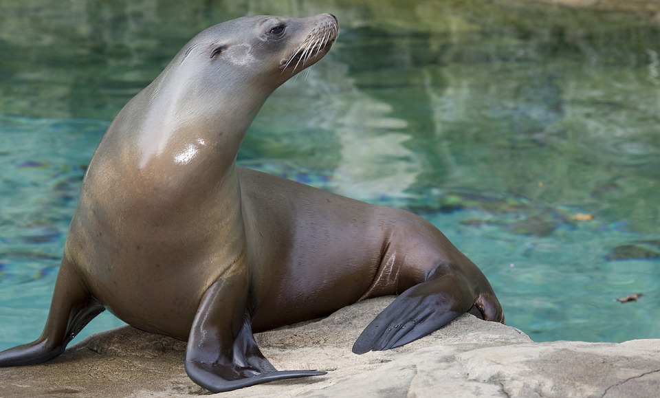 Free The North Pacific Sea Lions photo and picture