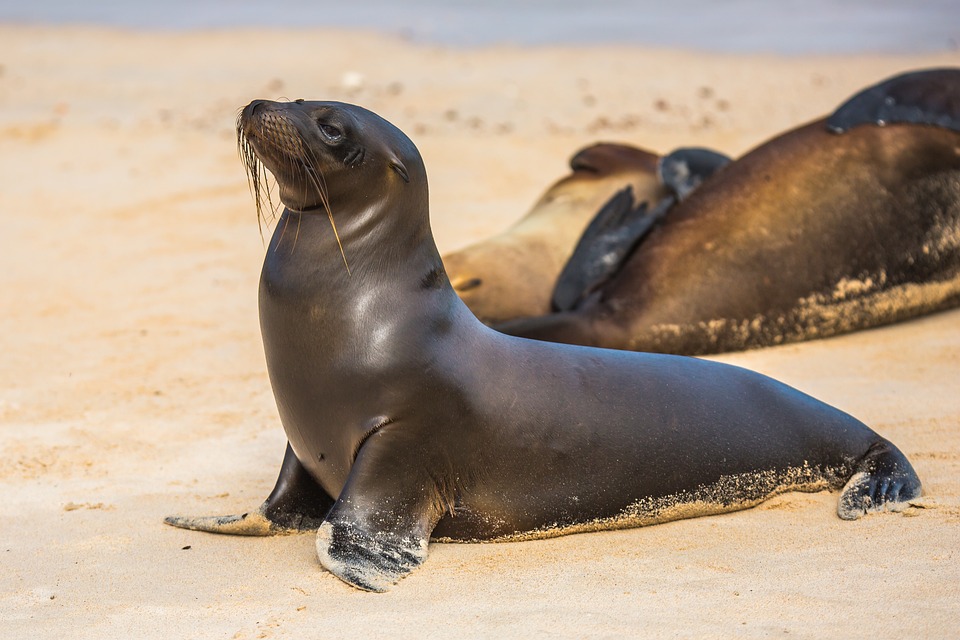 Free The North Pacific Sea Lions photo and picture