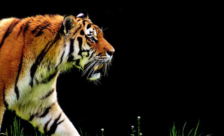 Free Tiger Predator photo and picture