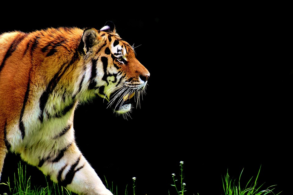 Free Tiger Predator photo and picture