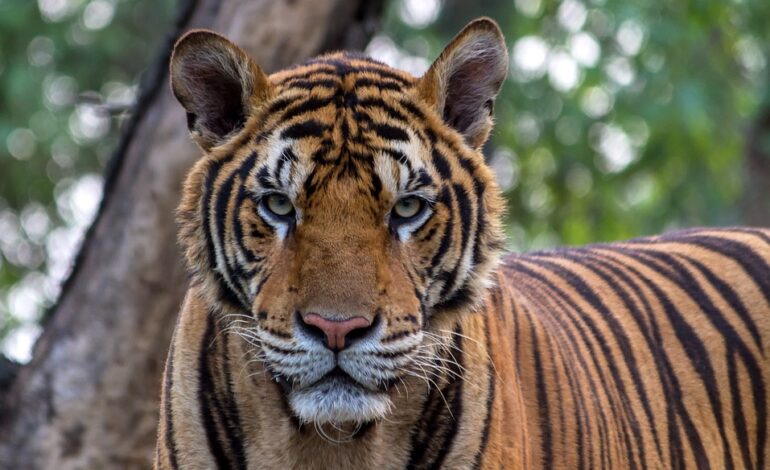  9 most dangerous animals in India