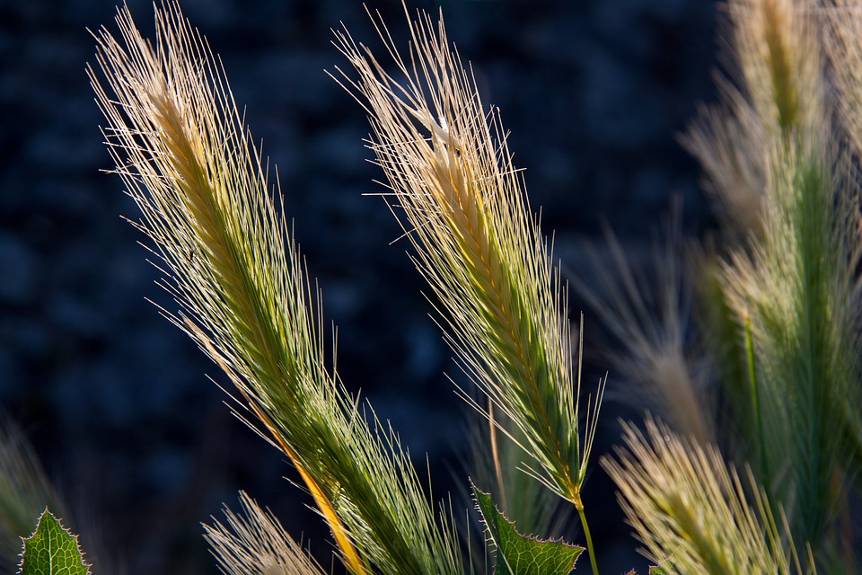 Free Wheat Crops Barley photo and picture