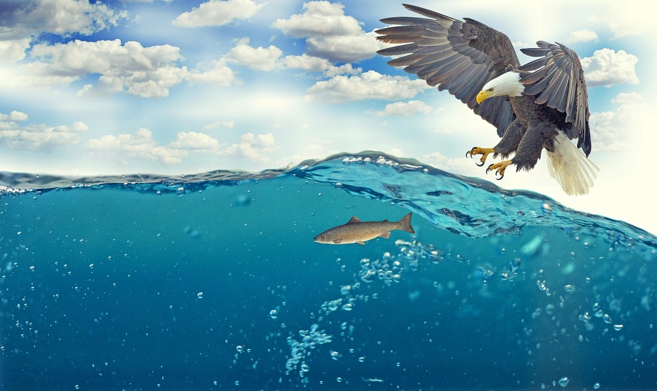 Free White Tailed Eagle Fish photo and picture