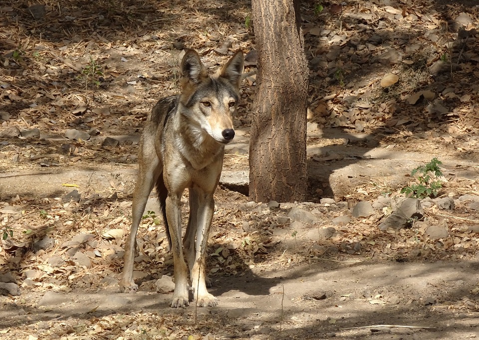 Free Wolf Wildlife photo and picture