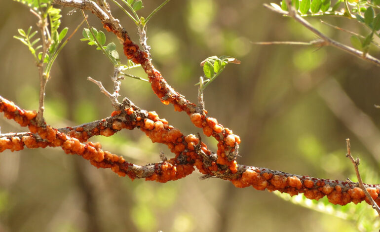 Lac Insects on a Babybonnet Branch | Tachardiella fulgens on… | Flickr