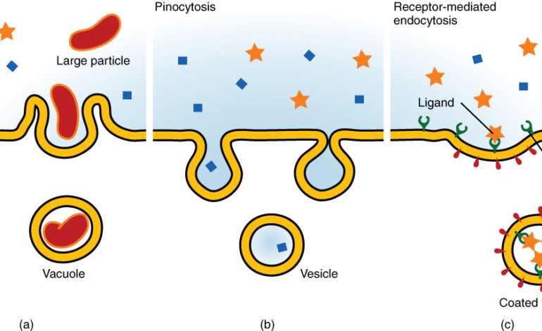 Diffusion, endocytosis, and exocytosis are all processes that are involved in the movement of substances across cell membranes. However, there are some key differences between these processes: