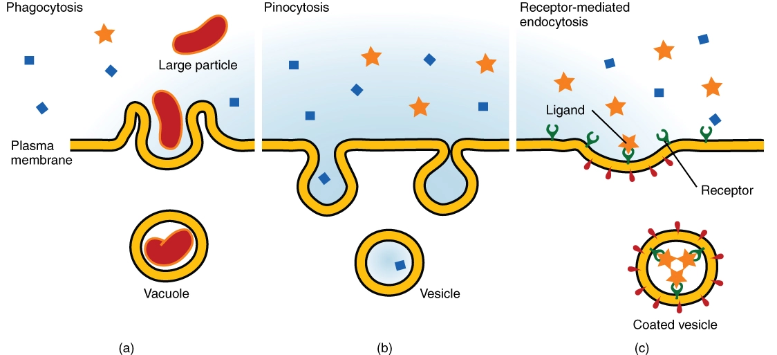 Endocytosis and exocytosis