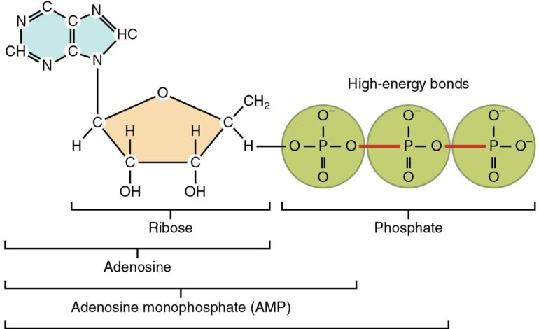 atp molecule bonds