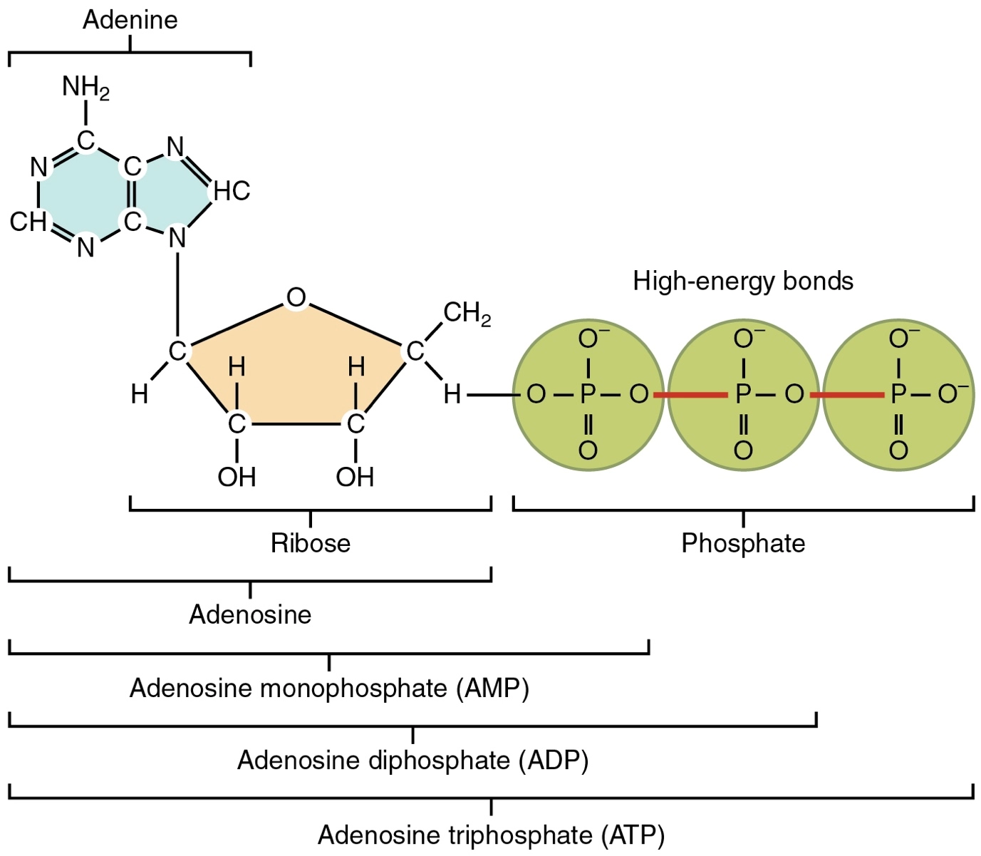 ATP - adenosine triphosphate