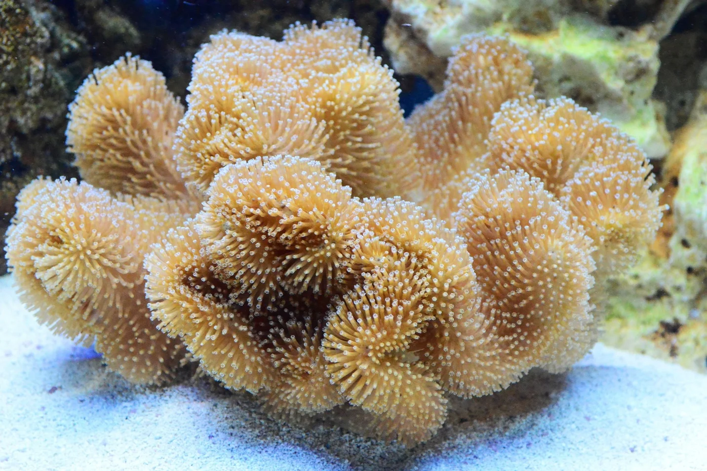 Types of corals – Corals: An Overview of the Marine Invertebrates and Their Ecosystems