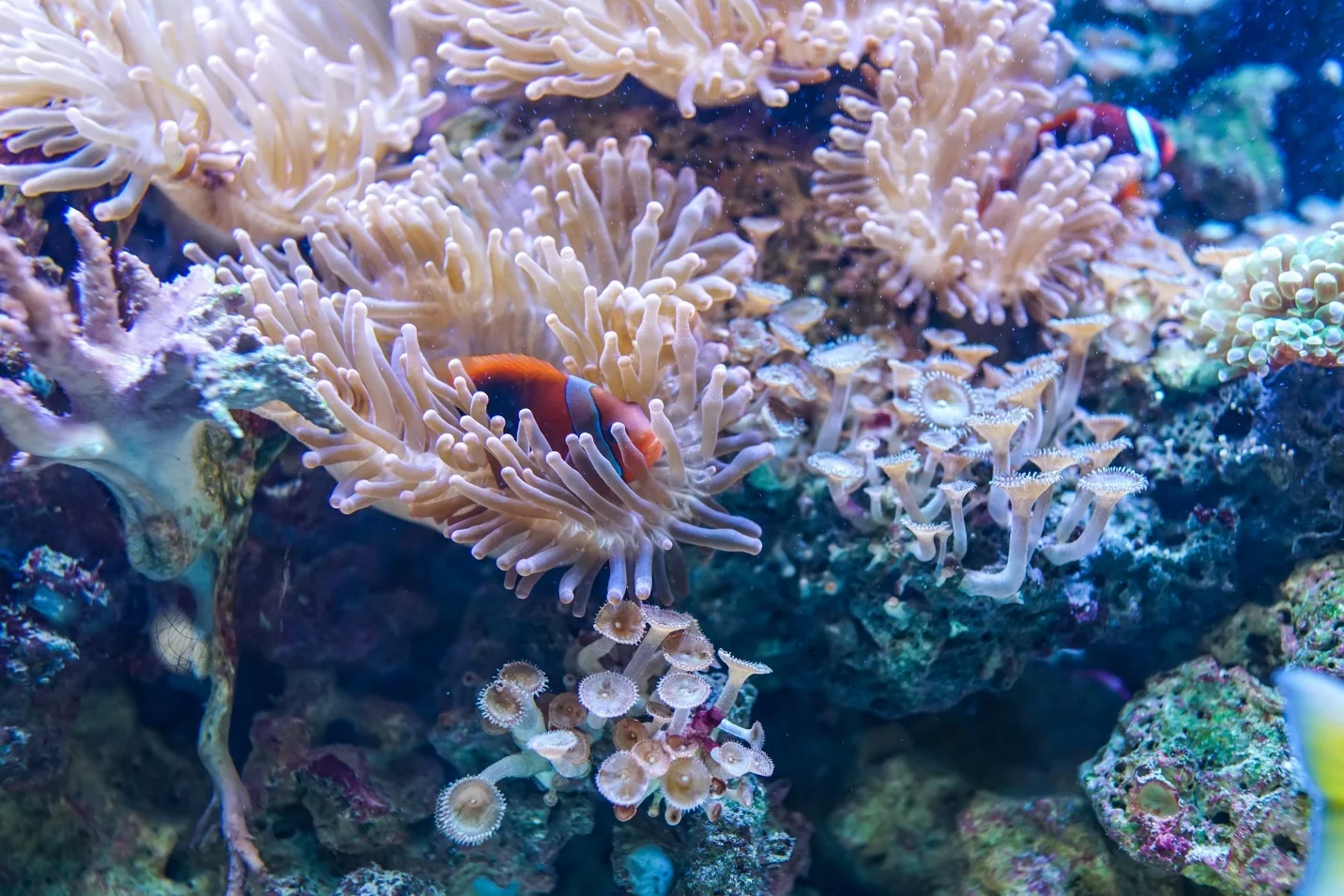 The significance of having corals in the sea – Corals: An Overview of the Marine Invertebrates and Their Ecosystems