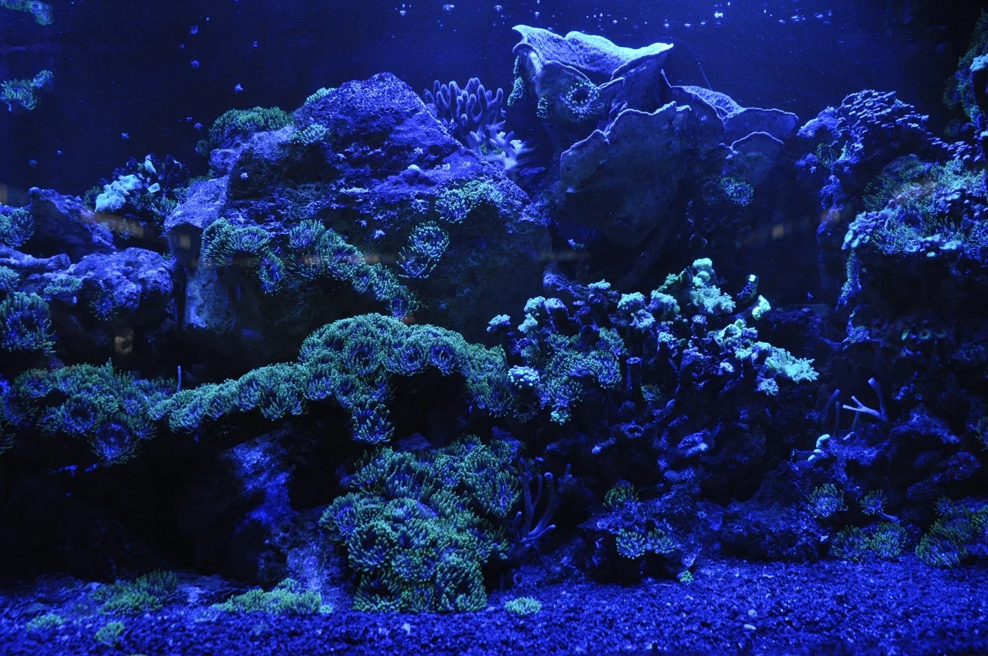 Corals: An Overview of the Marine Invertebrates and Their Ecosystems