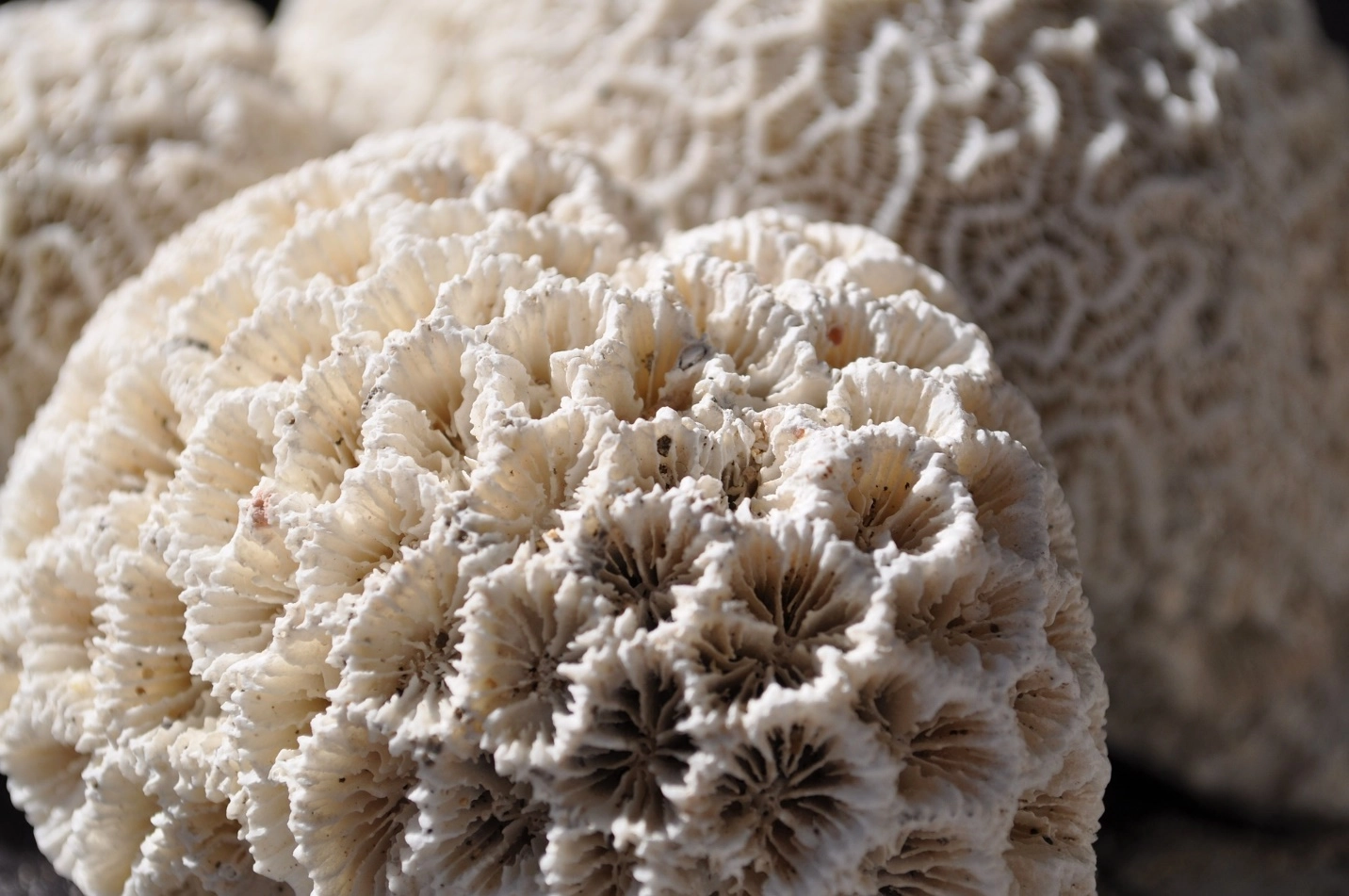 Differences between soft corals and hard corals – Corals: An Overview of the Marine Invertebrates and Their Ecosystems