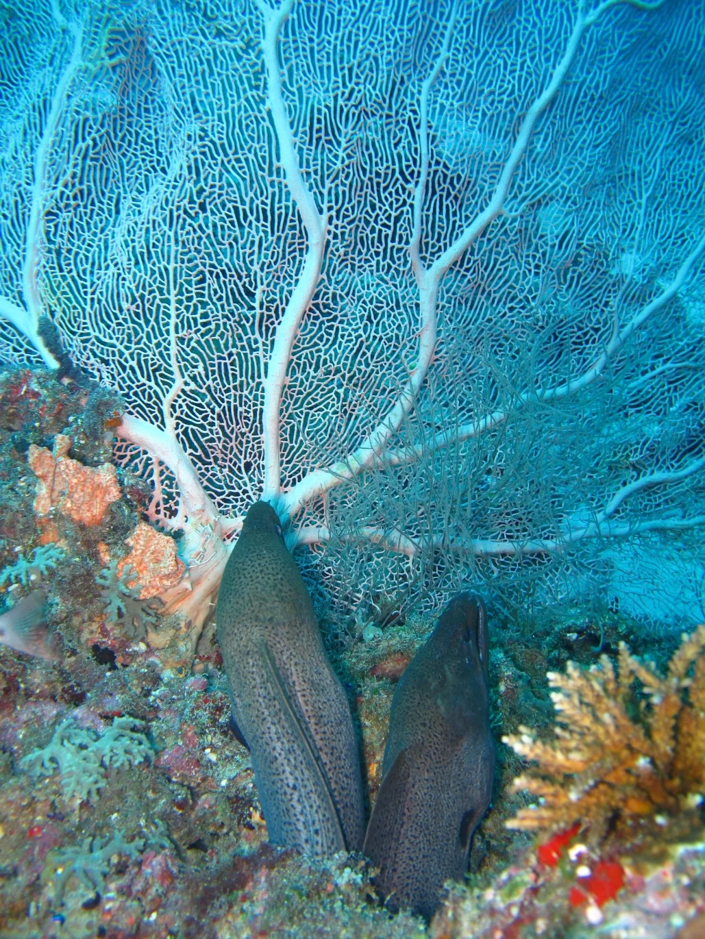 Differences between soft corals and hard corals – Corals: An Overview of the Marine Invertebrates and Their Ecosystems