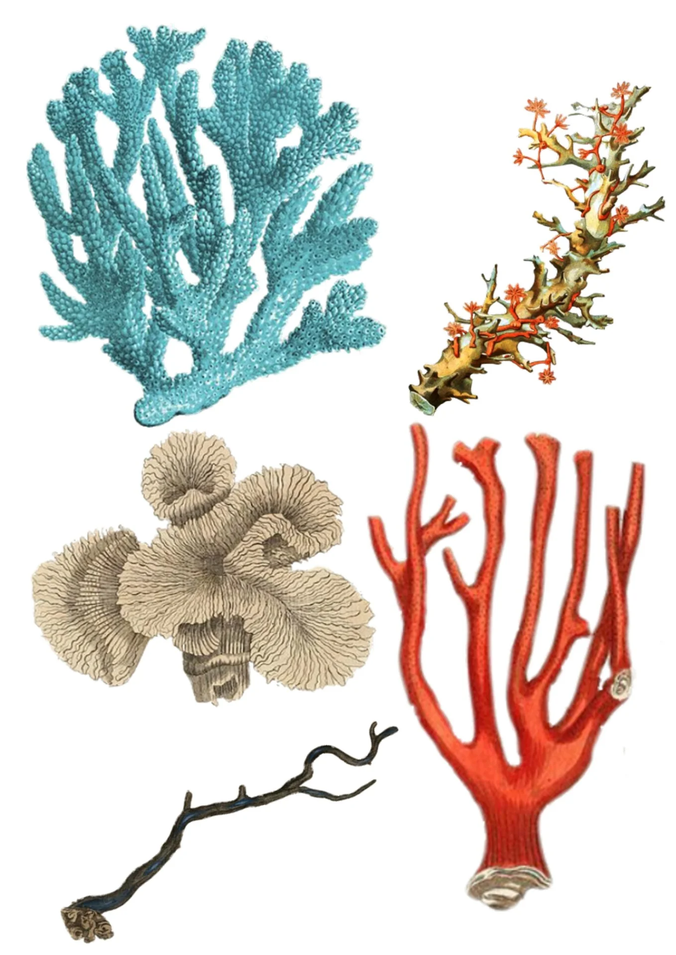Differences between soft corals and hard corals – Corals: An Overview of the Marine Invertebrates and Their Ecosystems