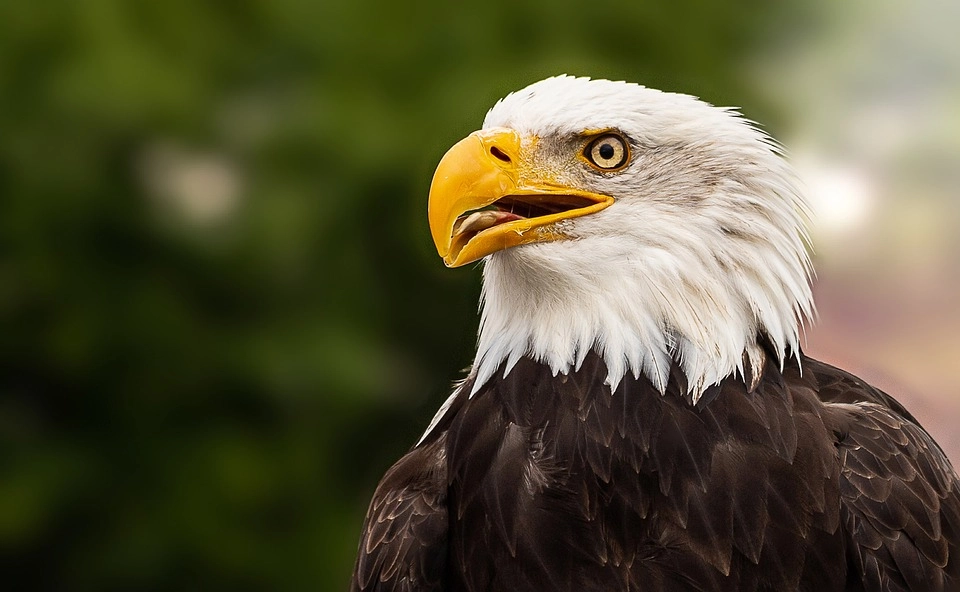 Bald Eagle – 9 amazing birds in the world