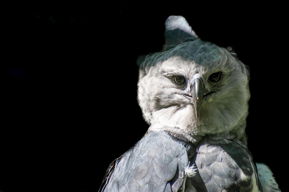 Harpy Eagle – 9 amazing birds in the world