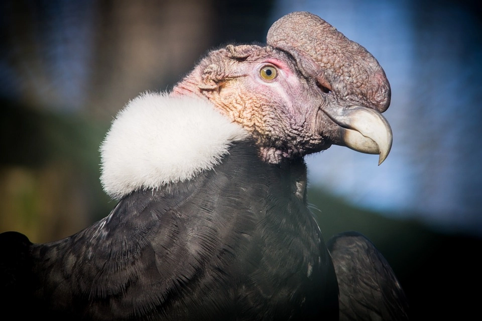 Condor – 9 amazing birds in the world