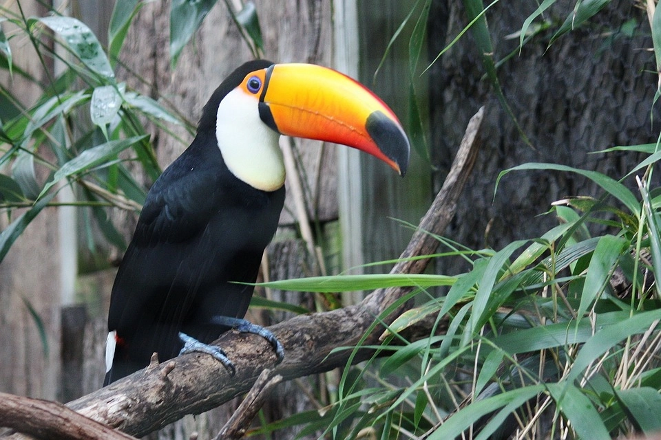 Toucan – 9 amazing birds in the world