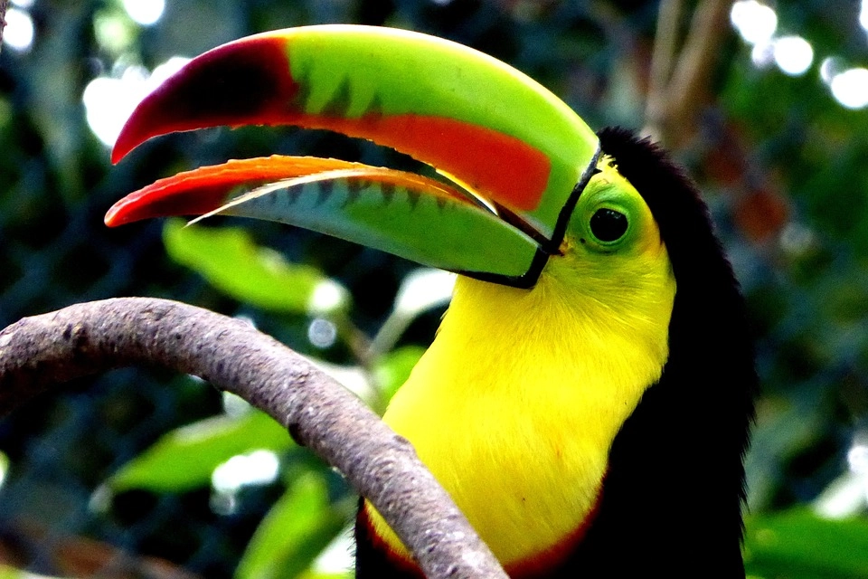 9 amazing birds in the world