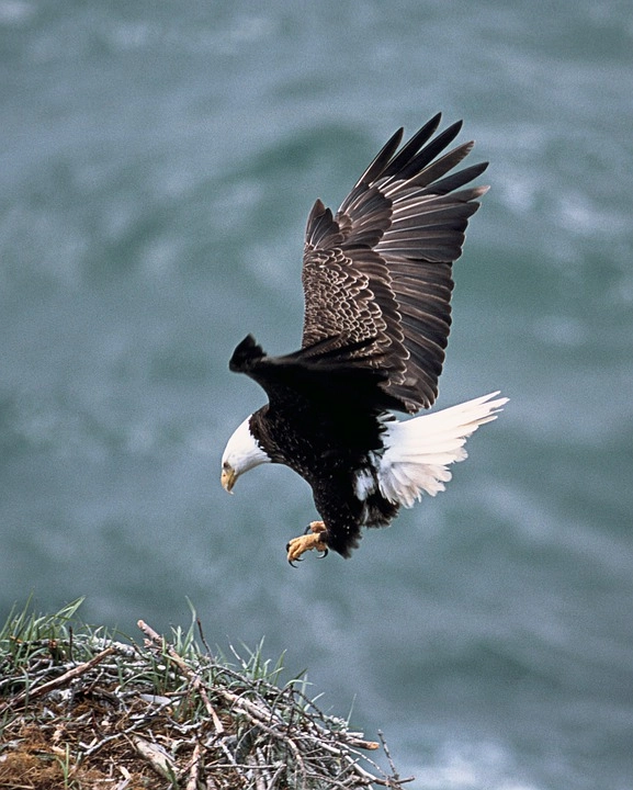 Bald Eagle – 9 amazing birds in the world