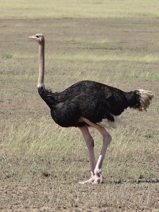 Ostrich – 9 amazing birds in the world