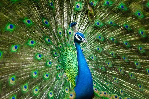 Peacocks – 9 amazing birds in the world